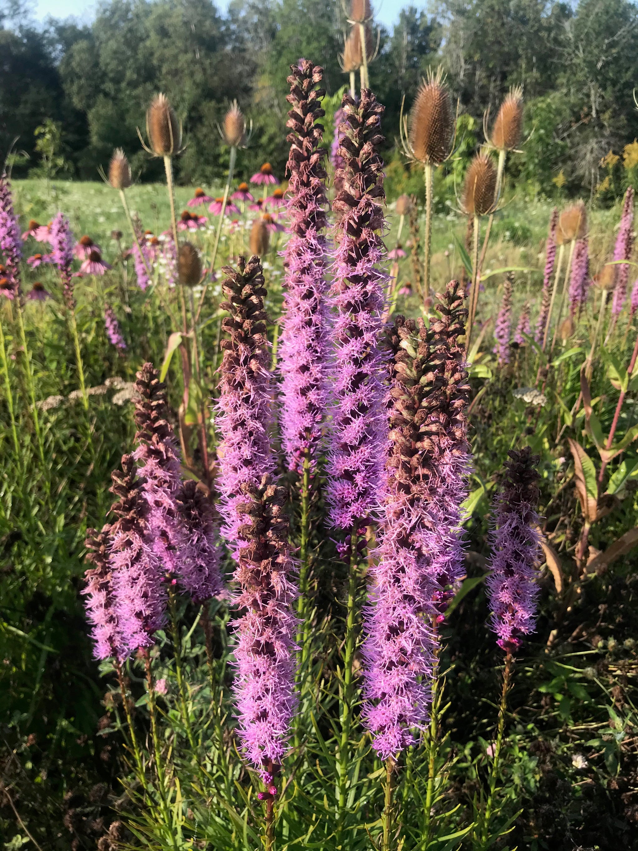 Perennial & Biennial Flowers Heirloom Seeds Grown in Nova Scotia