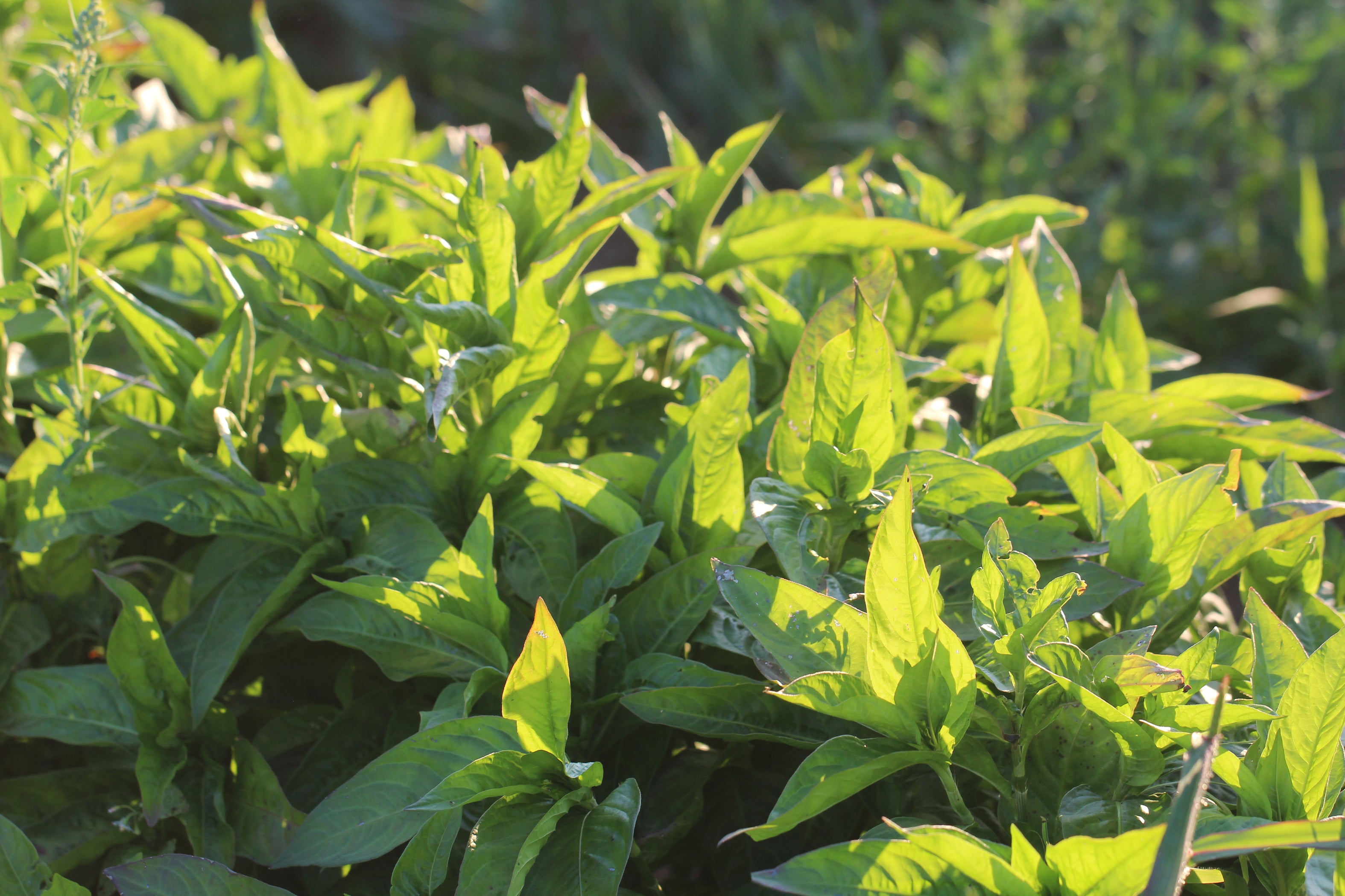 Japanese Indigo Seeds Polygonum tinctorium Grown in Nova Scotia