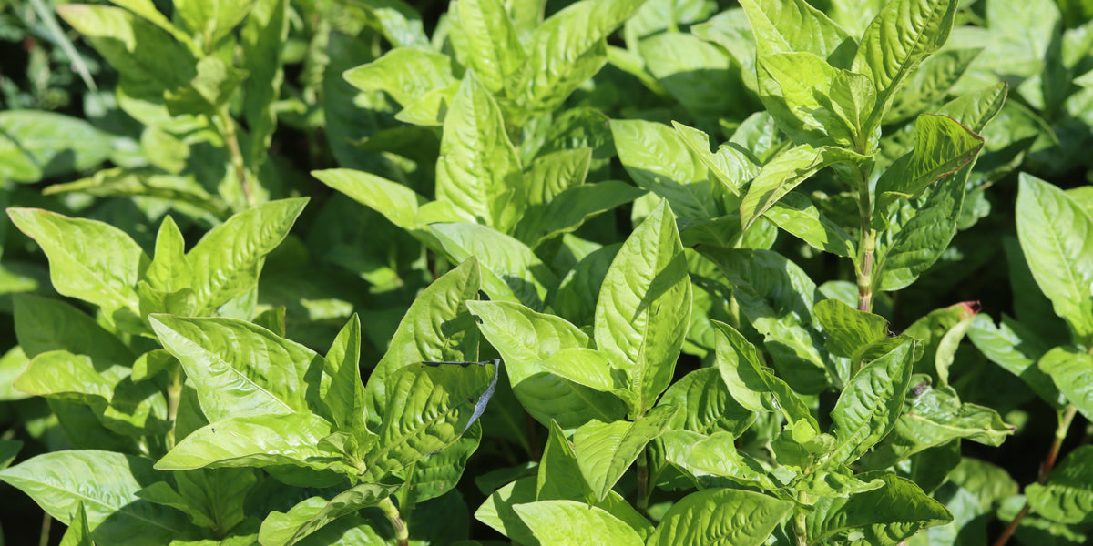 Japanese Indigo Seeds - Polygonum Tinctorium - Grown In Nova Scotia 