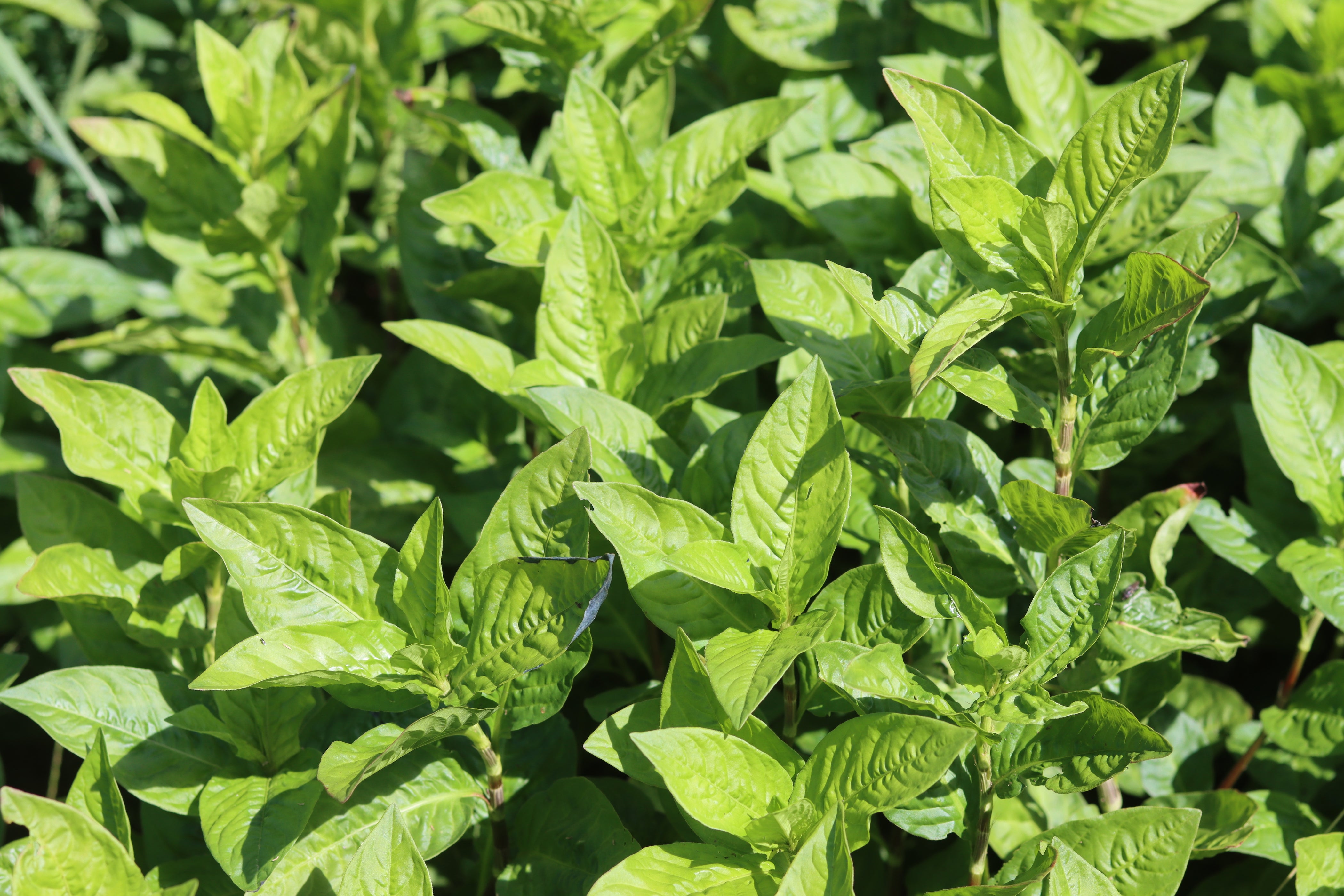 Japanese Indigo Seeds Polygonum tinctorium Grown in Nova Scotia