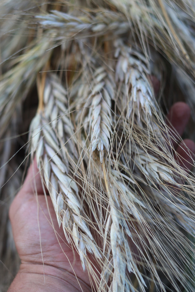 Kamut (Khorasan Wheat) Seeds — Annapolis Seeds