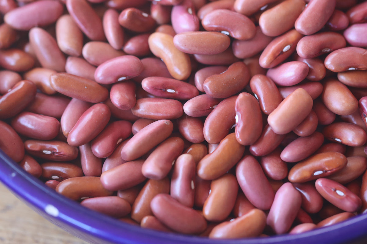 Light Red Kidney Bean Seeds Grown in Nova Scotia Canada — Annapolis Seeds
