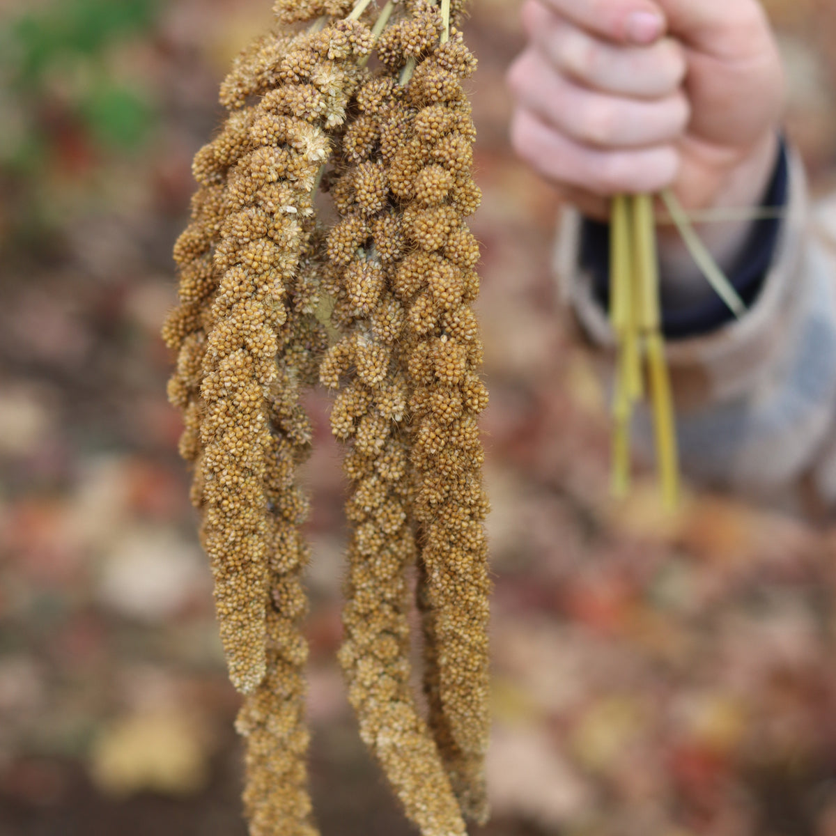 Limelight Spray Millet Seeds - Grown in Nova Scotia Canada