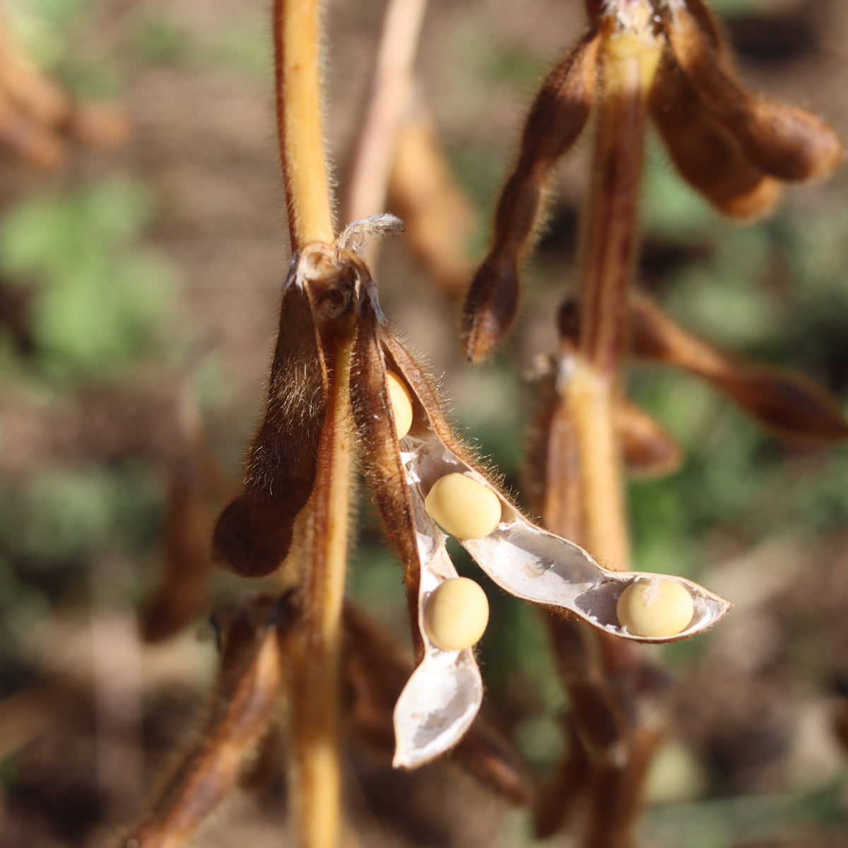 Seed Transportation Systems in Nature