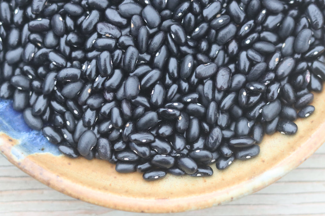 Mitla Black Tepary Bean