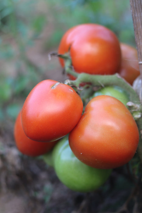 Moira Tomato