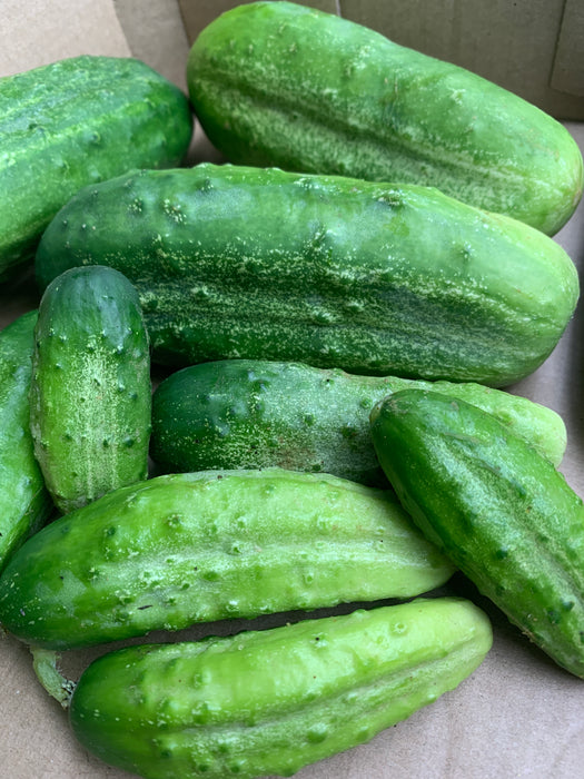 Morden Early Pickling Cucumber