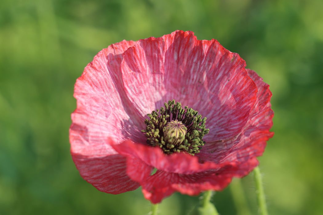 Mother of Pearl Poppy