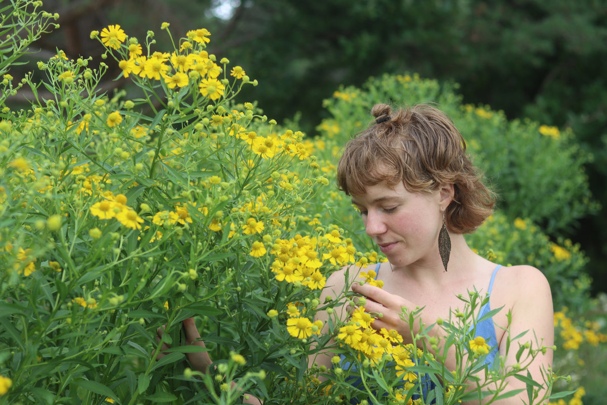 Sneezeweed (Helenium autumnale) Seeds — Annapolis Seeds