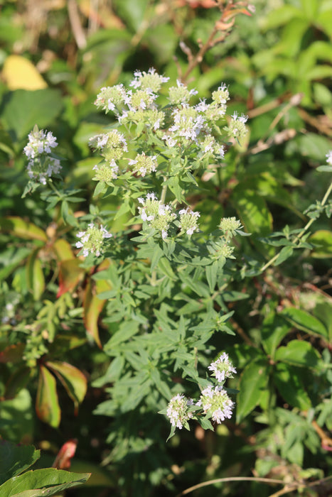 plant in the mint family with healthful seeds nyt Mountain Mint (Pycnanthemum pilosum) — Annapolis Seeds