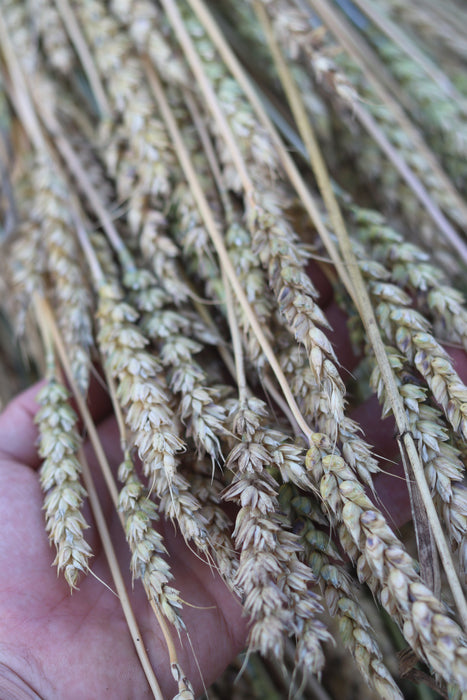 Red Fife Wheat