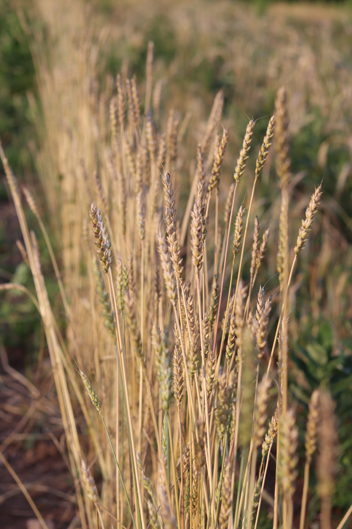 Red Fife Wheat - Seeds Grown in Nova Scotia — Annapolis Seeds