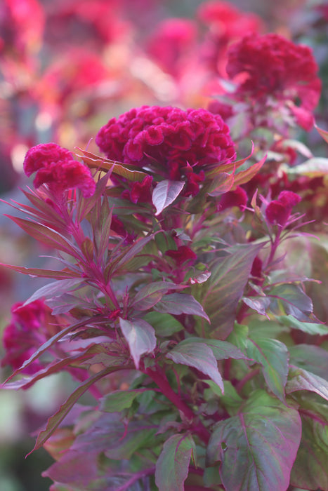 Red Flame Celosia