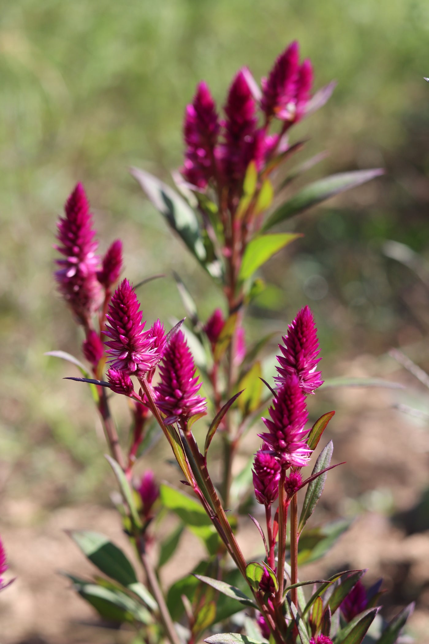 Ruby Parfait Celosia Seeds - Grown in Nova Scotia — Annapolis Seeds