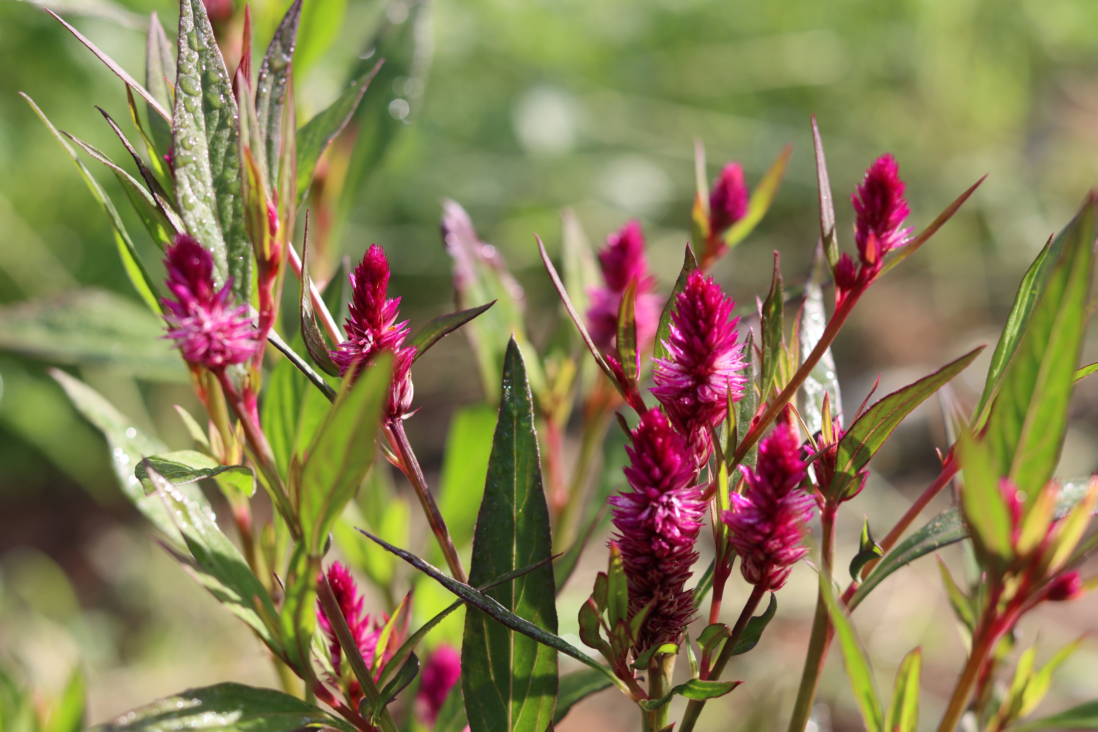 Ruby Parfait Celosia Seeds - Grown in Nova Scotia — Annapolis Seeds