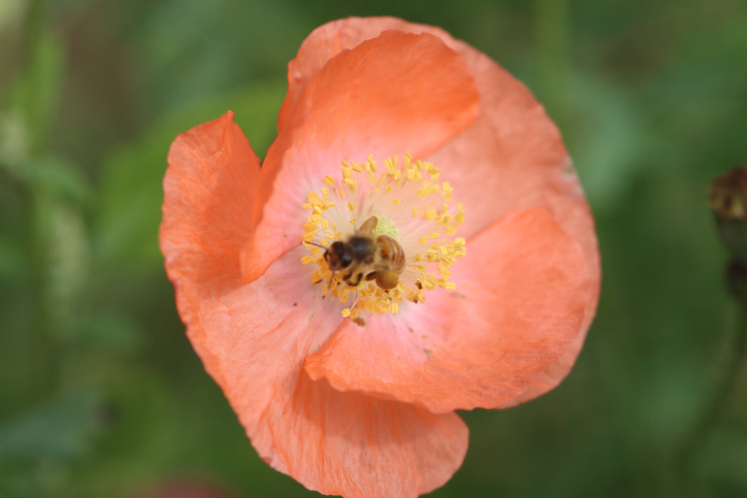 Simley Poppy Shirley Double Mix Poppy - Seeds Grown in Nova Scotia — Annapolis Seeds