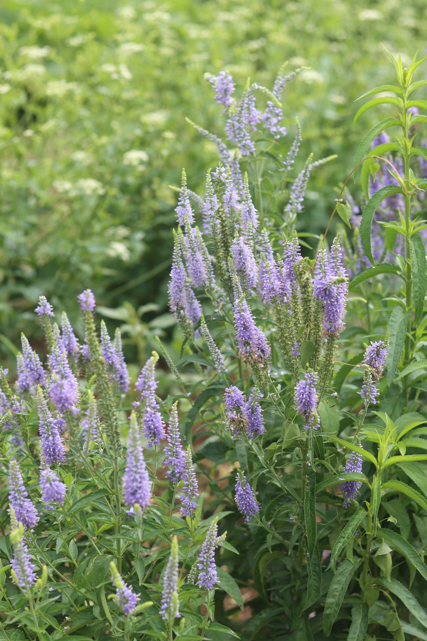 Veronica (Speedwell) Seeds — Annapolis Seeds