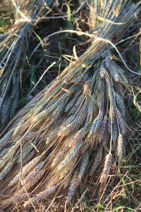 Welsh Triticale