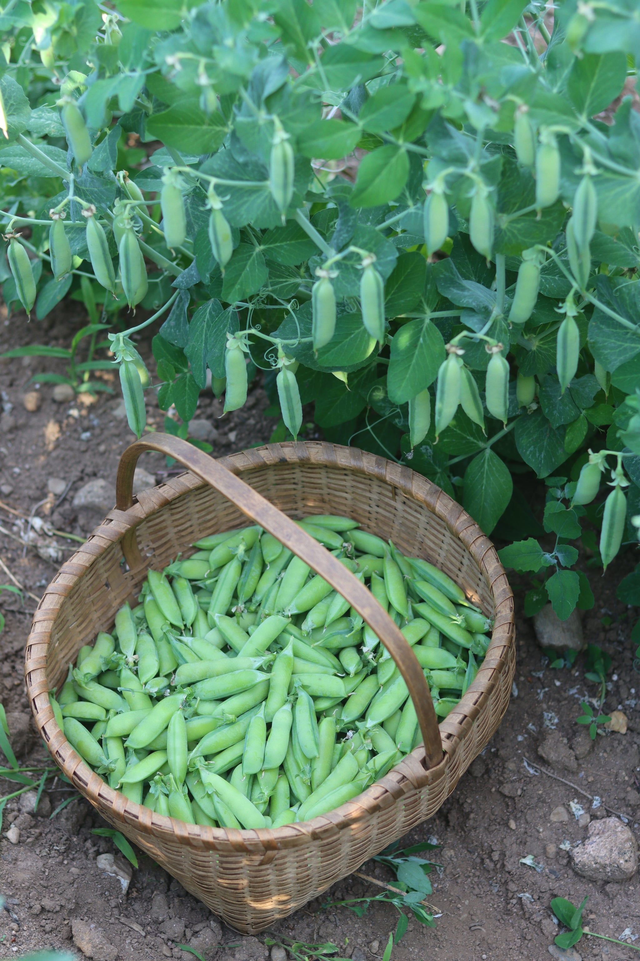 Shelling Pea Seeds - Grown in Nova Scotia — Annapolis Seeds