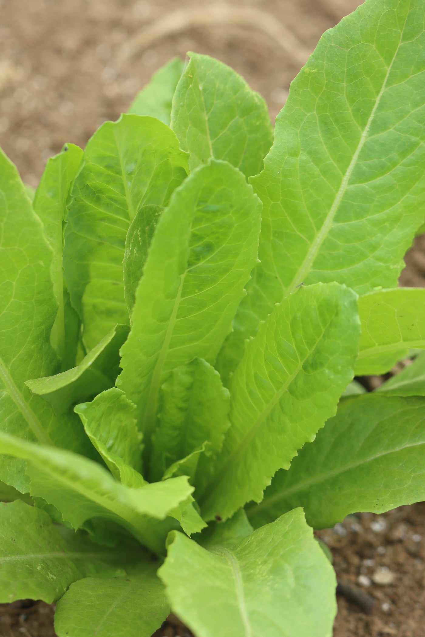Yedikule Lettuce Seeds Grown in Nova Scotia — Annapolis Seeds