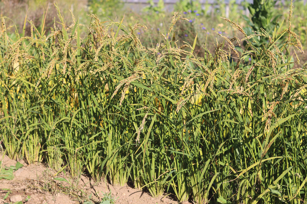 Zerawchanica Rice