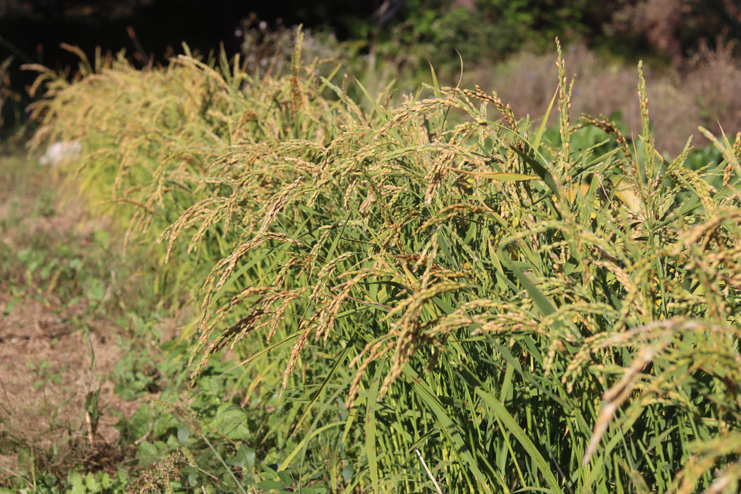 Zerawchanica Rice
