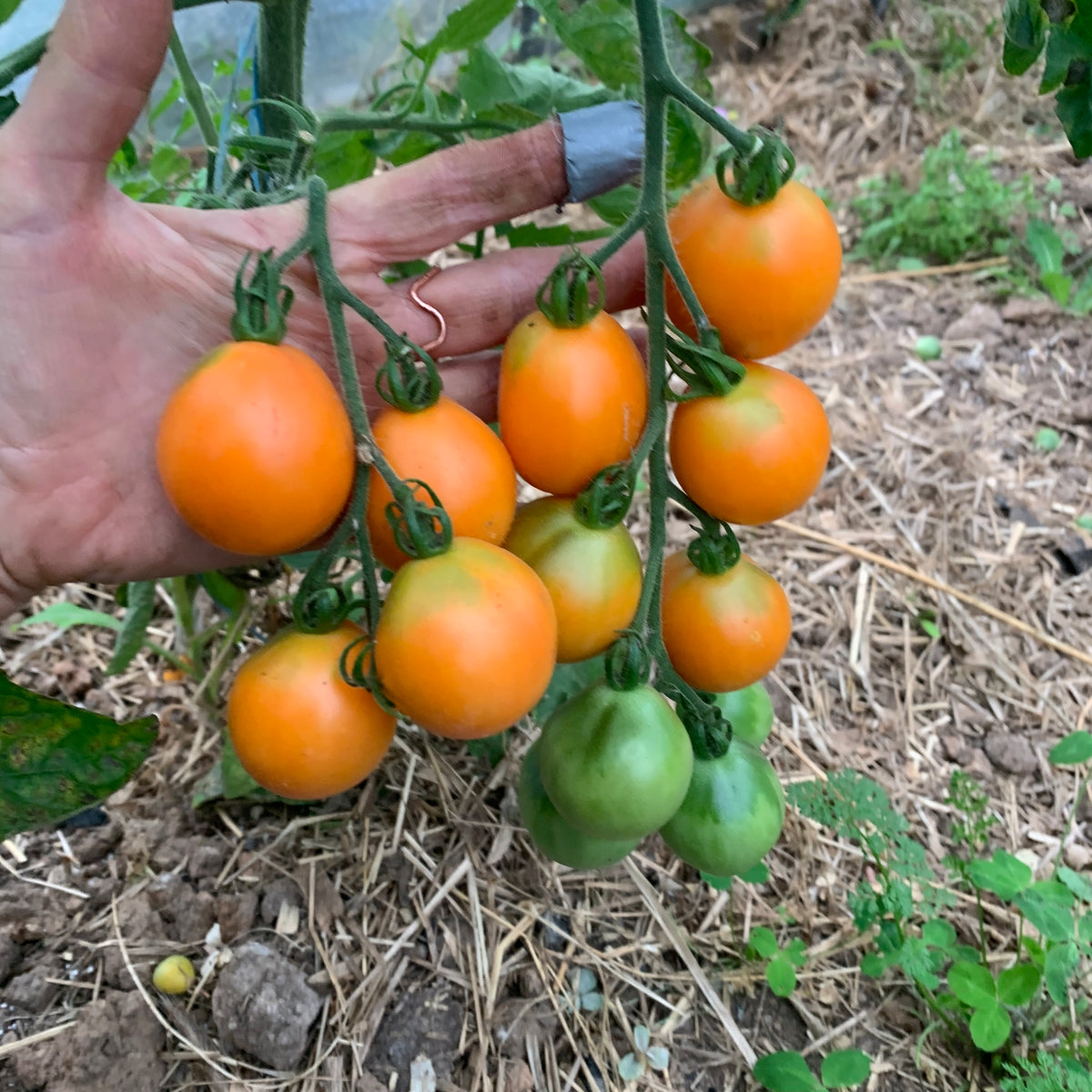 クロムハーツTOMATO-A aladdin_slamp_3_1200x1200.jpg?