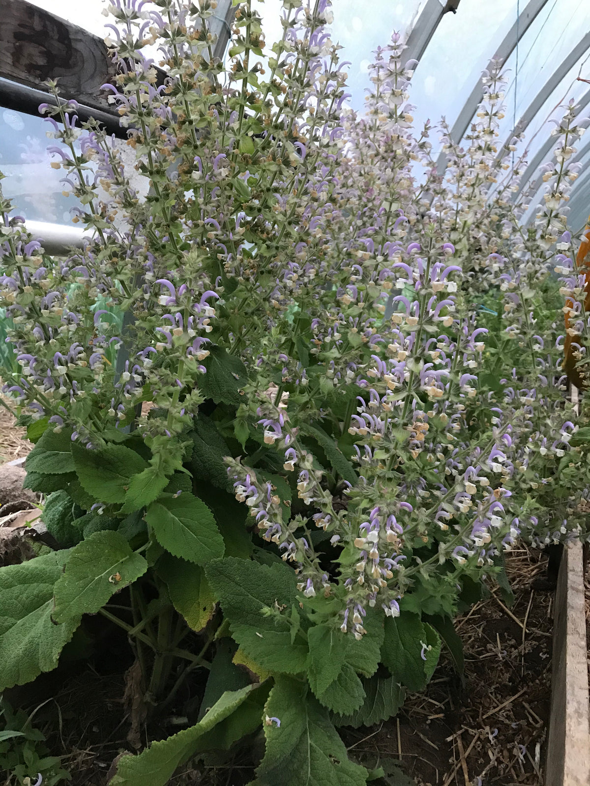 Clary Sage Seeds (Salvia sclaria) — Annapolis Seeds