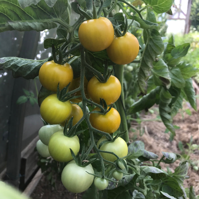 Gobstopper Tomato