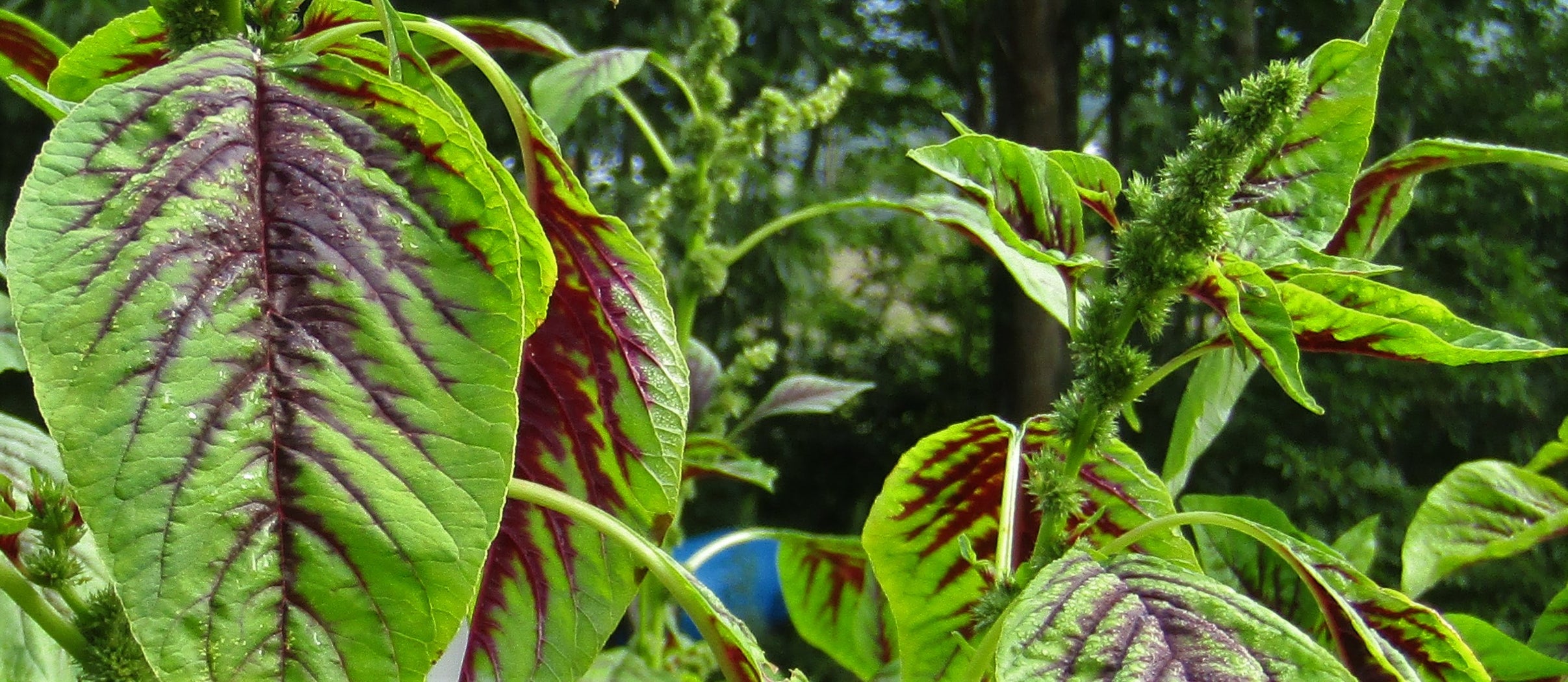 Miriah Leaf Amaranth Seeds - Grown in Nova Scotia — Annapolis Seeds