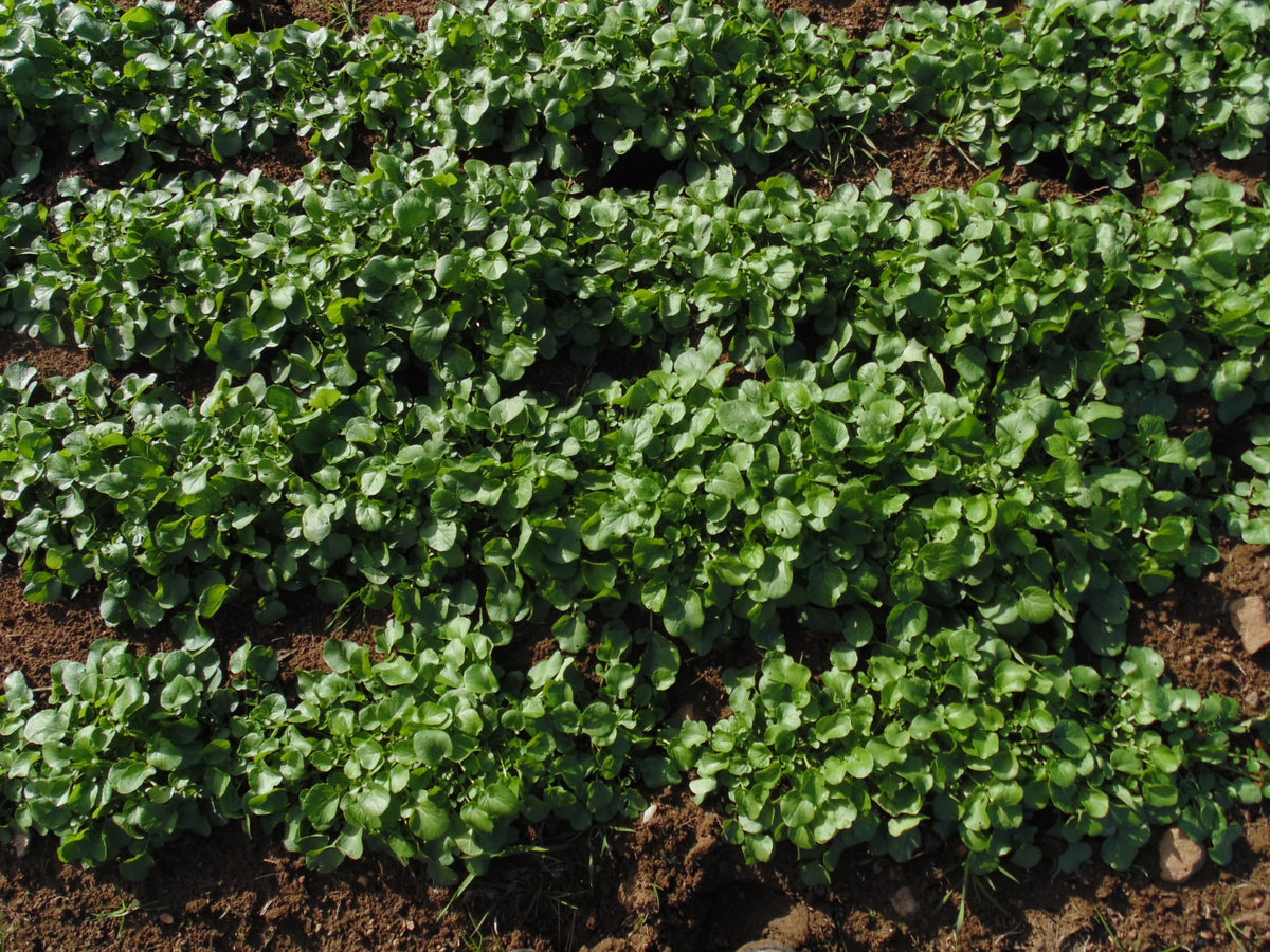 Belle Isle (Upland Cress)