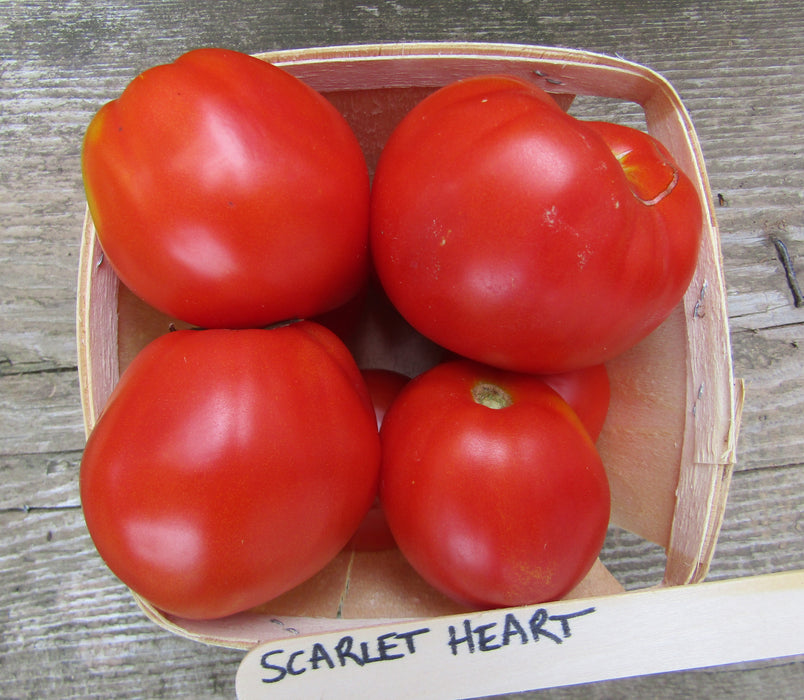 Scarlet Heart Dwarf Tomato