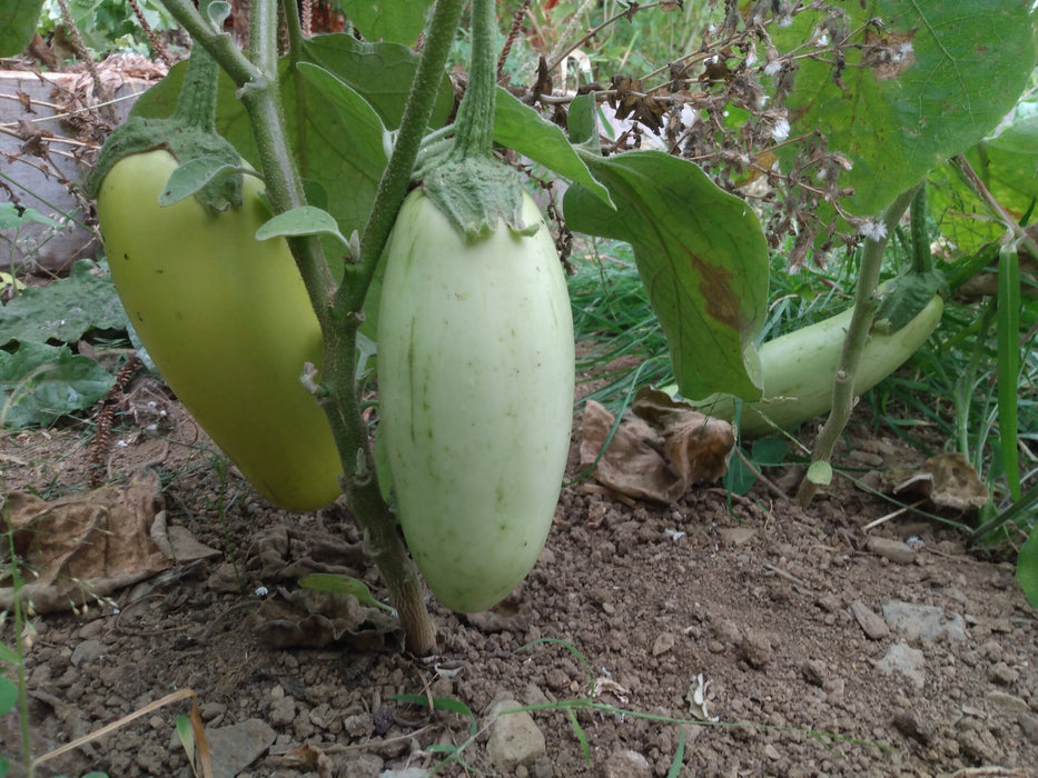 Badenjan Sesame Eggplant