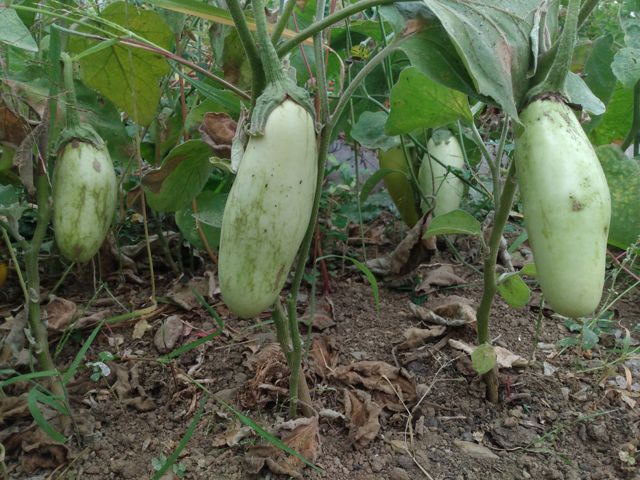 Badenjan Sesame Eggplant
